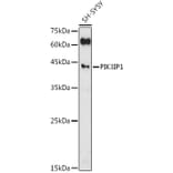 Western Blot - Anti-PIK3IP1 Antibody (A305961) - Antibodies.com