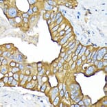 Immunohistochemistry - Anti-SLC22A3/OCT3 Antibody [ARC2285] (A305965) - Antibodies.com