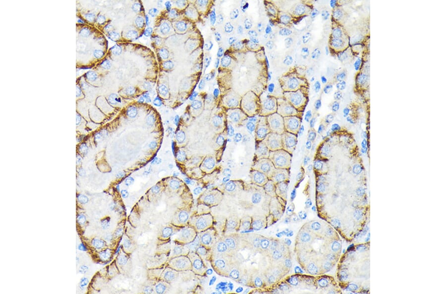 Immunohistochemistry - Anti-SLC22A3/OCT3 Antibody [ARC2285] (A305965) - Antibodies.com