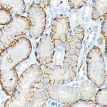 Immunohistochemistry - Anti-SLC22A3/OCT3 Antibody [ARC2285] (A305965) - Antibodies.com