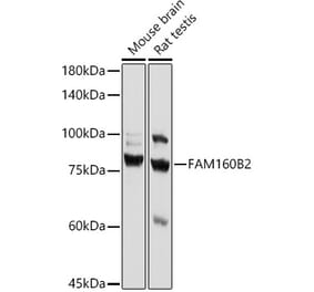 Western Blot - Anti-Fhip2b Antibody (A305973) - Antibodies.com