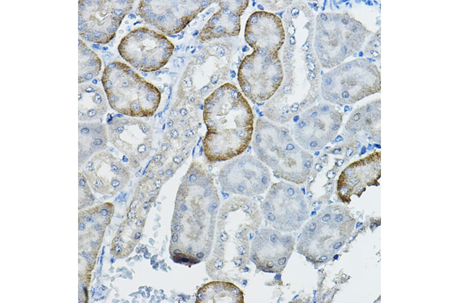 Immunohistochemistry - Anti-Fhip2b Antibody (A305973) - Antibodies.com