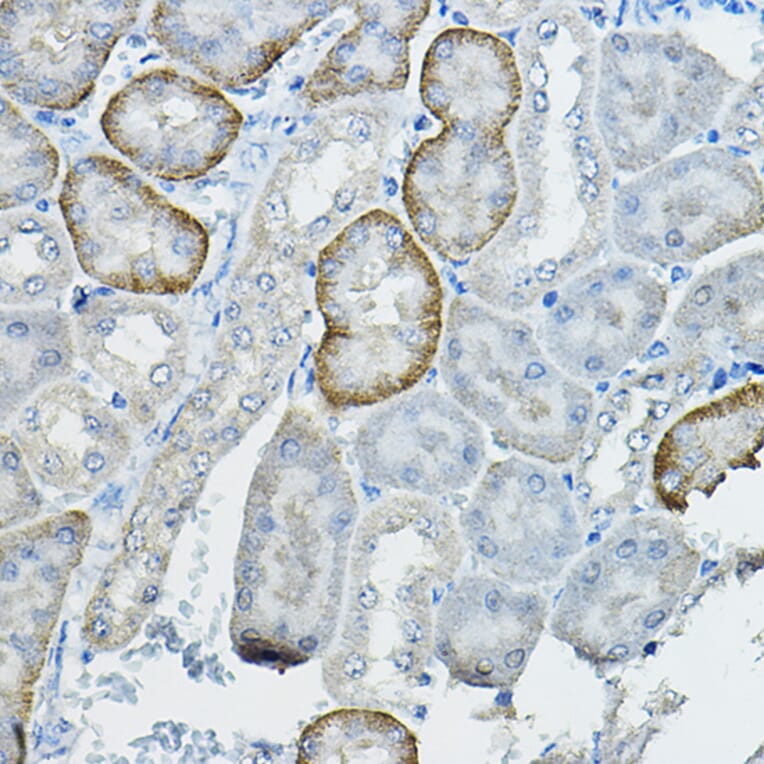 Immunohistochemistry - Anti-Fhip2b Antibody (A305973) - Antibodies.com