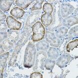 Immunohistochemistry - Anti-Fhip2b Antibody (A305973) - Antibodies.com