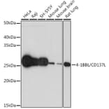 Western Blot - Anti-4-1BBL Antibody [ARC1963] (A305975) - Antibodies.com