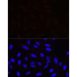 Immunofluorescence - Anti-Pericentrin Antibody (A305977) - Antibodies.com