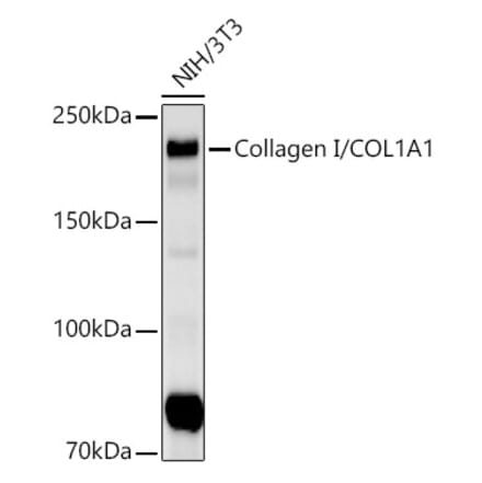 Western Blot - Anti-Collagen I Antibody [ARC53610] (A305981) - Antibodies.com