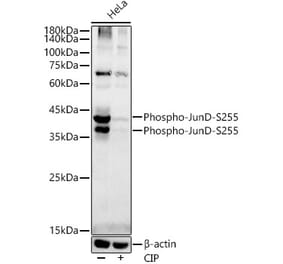 Western Blot - Anti-JunD (phospho Ser255) Antibody [ARC54895] (A305984) - Antibodies.com