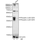 Western Blot - Anti-JunD (phospho Ser255) Antibody [ARC54895] (A305984) - Antibodies.com