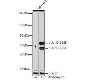 Western Blot - Anti-JunD (phospho Ser255) Antibody [ARC1603] (A305985) - Antibodies.com
