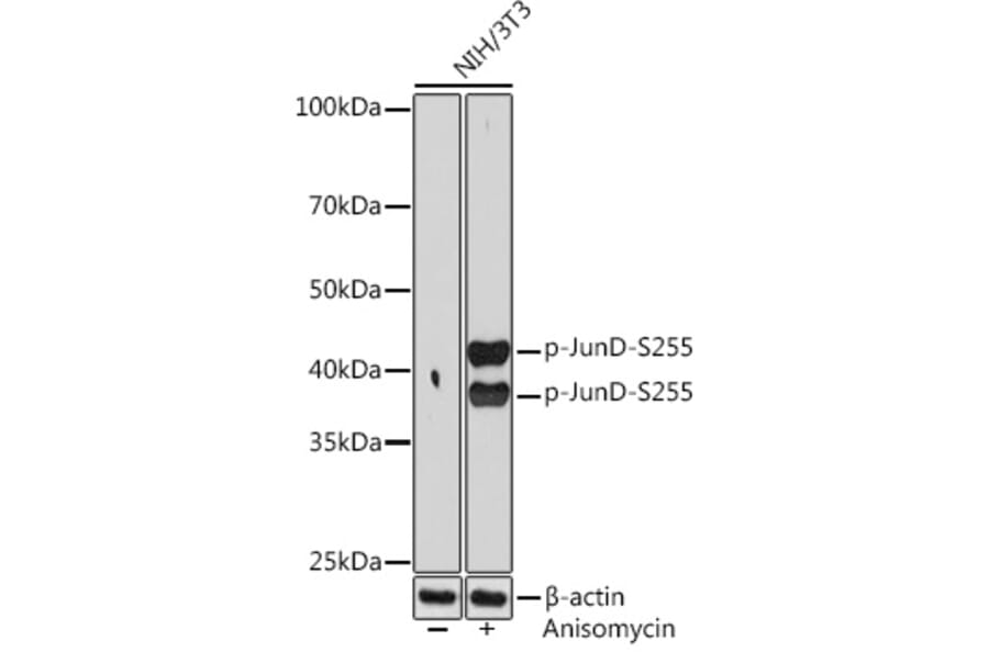 Western Blot - Anti-JunD (phospho Ser255) Antibody [ARC1603] (A305985) - Antibodies.com
