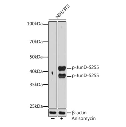 Western Blot - Anti-JunD (phospho Ser255) Antibody [ARC1603] (A305985) - Antibodies.com