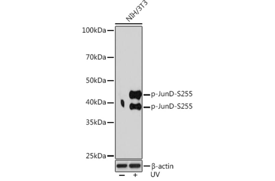 Western Blot - Anti-JunD (phospho Ser255) Antibody [ARC1603] (A305985) - Antibodies.com
