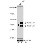 Western Blot - Anti-JunD (phospho Ser255) Antibody [ARC1603] (A305985) - Antibodies.com