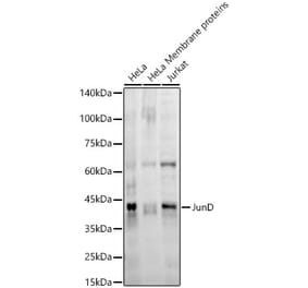 Western Blot - Anti-JunD Antibody [ARC56604] (A305986) - Antibodies.com