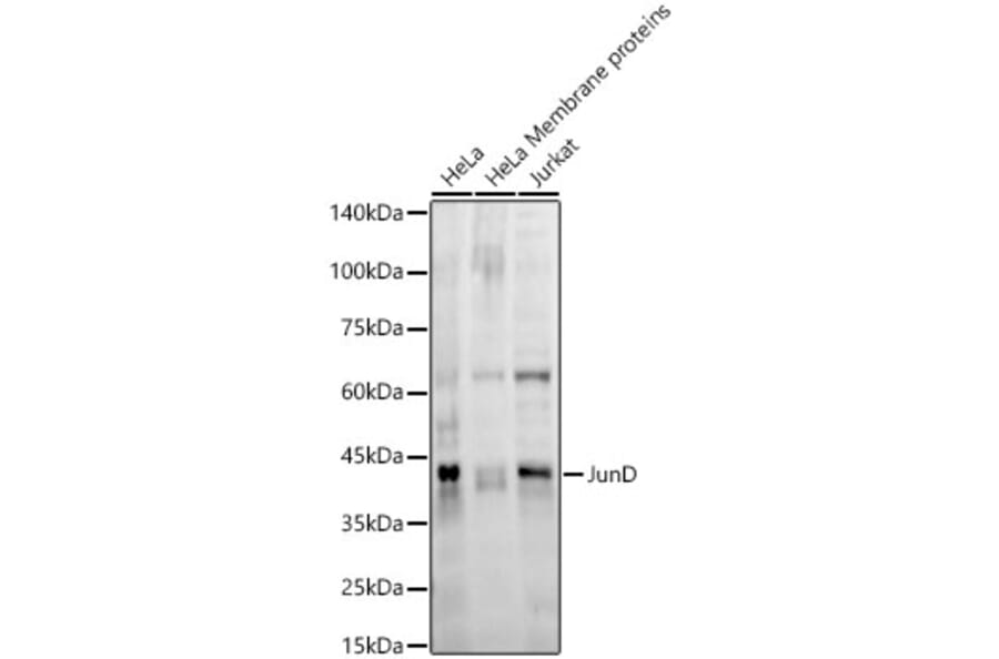 Western Blot - Anti-JunD Antibody [ARC56604] (A305986) - Antibodies.com