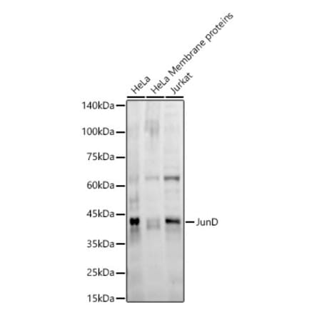 Western Blot - Anti-JunD Antibody [ARC56604] (A305986) - Antibodies.com