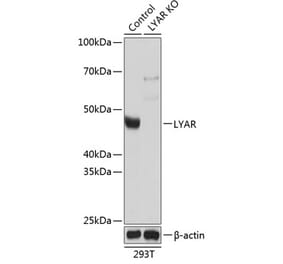 Western Blot - Anti-LYAR Antibody (A305987) - Antibodies.com