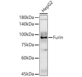 Western Blot - Anti-Furin Antibody (A305989) - Antibodies.com