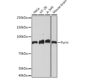 Western Blot - Anti-Furin Antibody [ARC1221] (A305990) - Antibodies.com