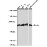 Western Blot - Anti-Furin Antibody [ARC1221] (A305990) - Antibodies.com