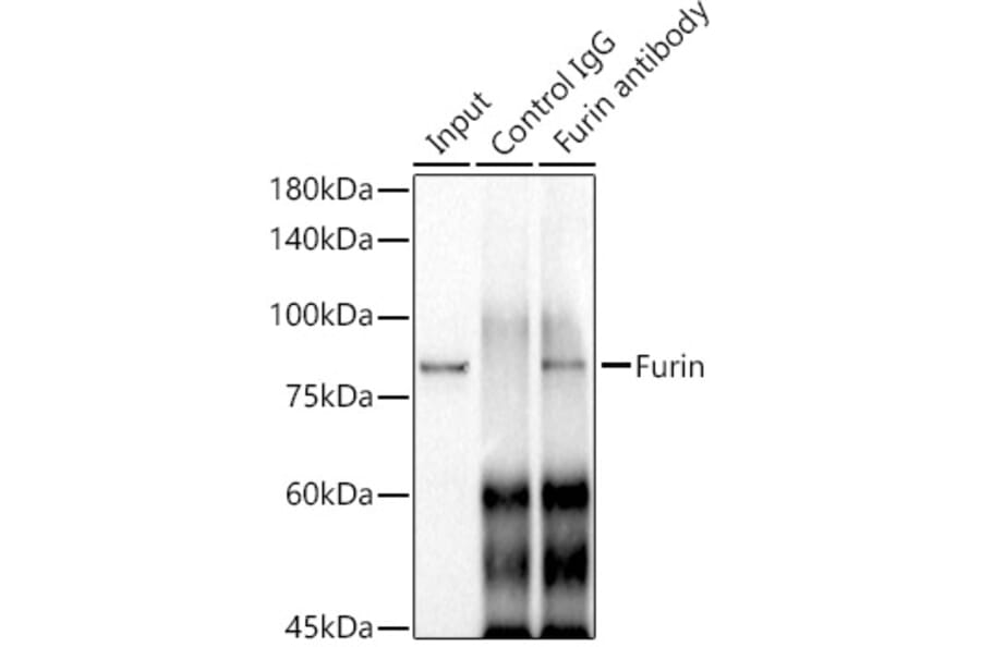 Western Blot - Anti-Furin Antibody [ARC1221] (A305990) - Antibodies.com