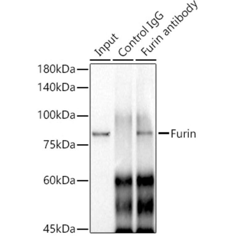 Western Blot - Anti-Furin Antibody [ARC1221] (A305990) - Antibodies.com