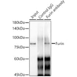 Western Blot - Anti-Furin Antibody [ARC1221] (A305990) - Antibodies.com