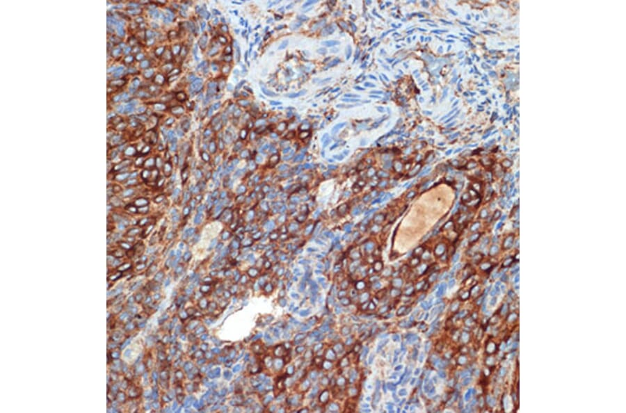 Immunohistochemistry - Anti-PRKAR2B Antibody [ARC2272] (A305991) - Antibodies.com