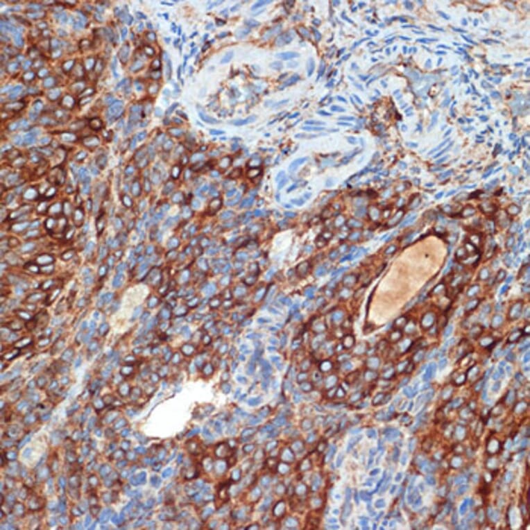 Immunohistochemistry - Anti-PRKAR2B Antibody [ARC2272] (A305991) - Antibodies.com