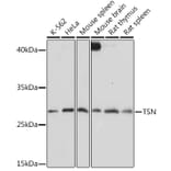Western Blot - Anti-Translin/TSN Antibody (A305994) - Antibodies.com