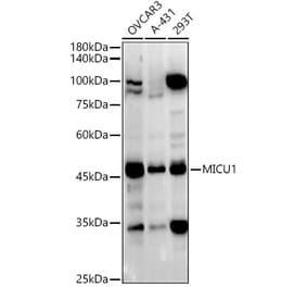 Western Blot - Anti-MICU1 Antibody (A305995) - Antibodies.com