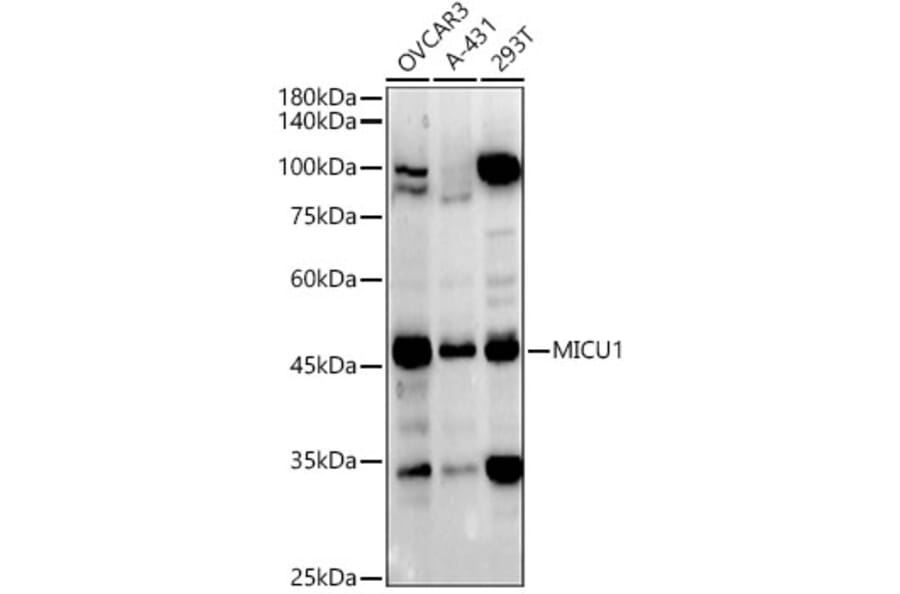 Western Blot - Anti-MICU1 Antibody (A305995) - Antibodies.com