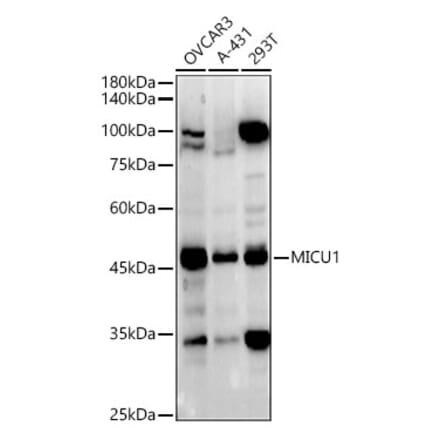 Western Blot - Anti-MICU1 Antibody (A305995) - Antibodies.com