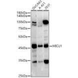 Western Blot - Anti-MICU1 Antibody (A305995) - Antibodies.com