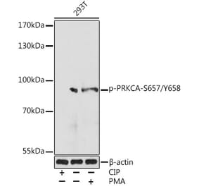 Western Blot - Anti-PKC alpha (phospho Ser657 + Tyr658) Antibody (A305997) - Antibodies.com