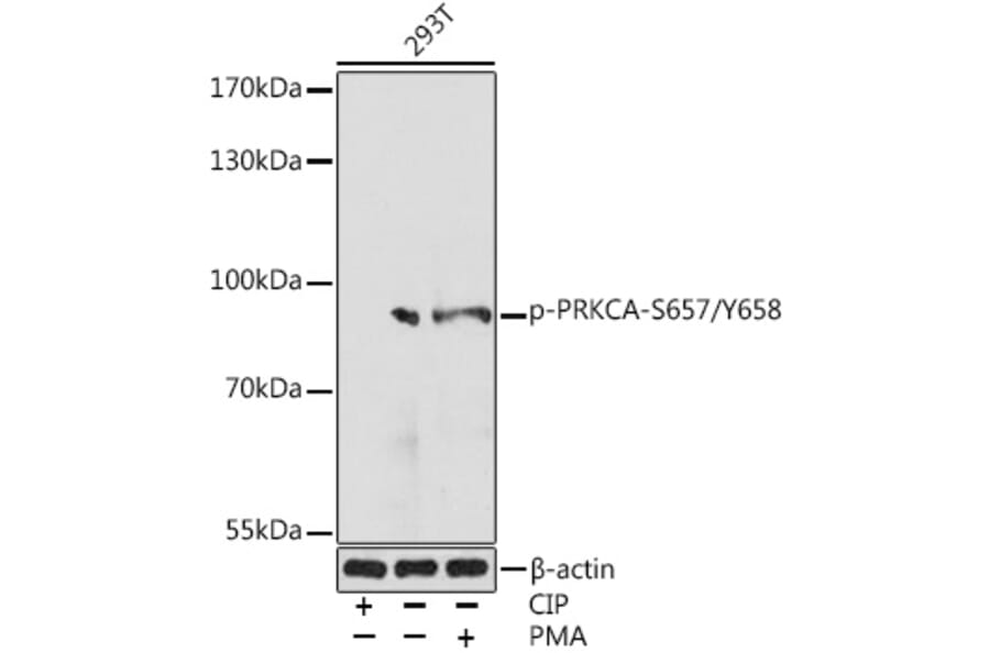Western Blot - Anti-PKC alpha (phospho Ser657 + Tyr658) Antibody (A305997) - Antibodies.com