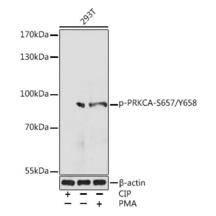 Western Blot - Anti-PKC alpha (phospho Ser657 + Tyr658) Antibody (A305997) - Antibodies.com