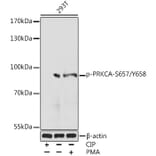 Western Blot - Anti-PKC alpha (phospho Ser657 + Tyr658) Antibody (A305997) - Antibodies.com