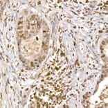 Immunohistochemistry - Anti-S6K1 (phospho Thr389) Antibody (A305998) - Antibodies.com