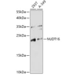 Western Blot - Anti-NUDT16 Antibody (A305999) - Antibodies.com