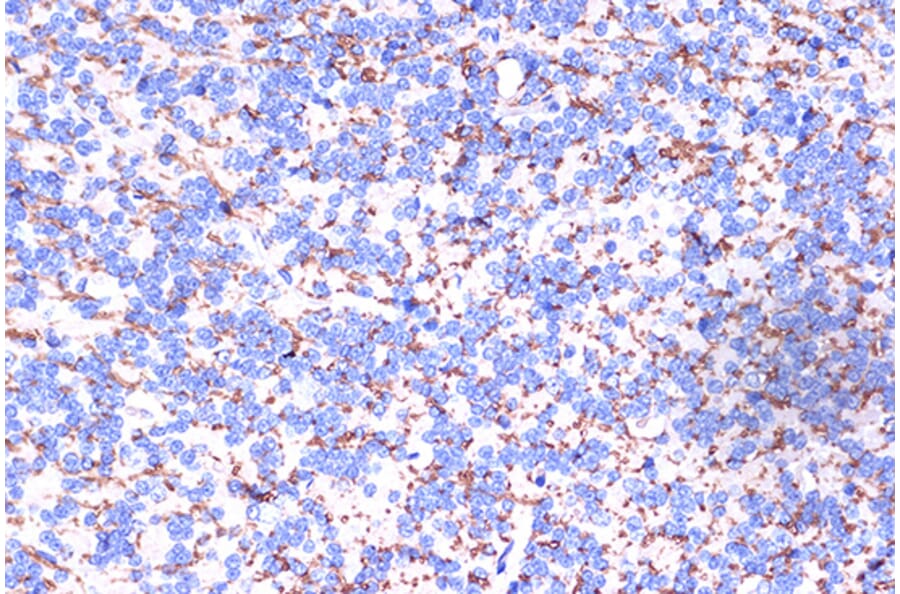 Immunohistochemistry - Anti-Myelin PLP Antibody (A306001) - Antibodies.com