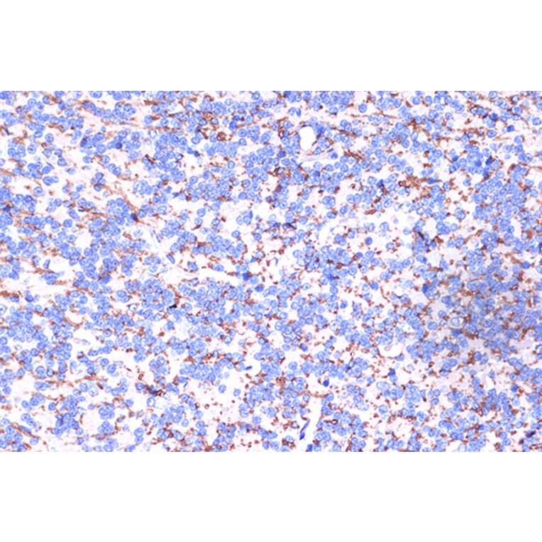 Immunohistochemistry - Anti-Myelin PLP Antibody (A306001) - Antibodies.com