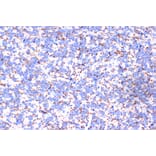 Immunohistochemistry - Anti-Myelin PLP Antibody (A306001) - Antibodies.com