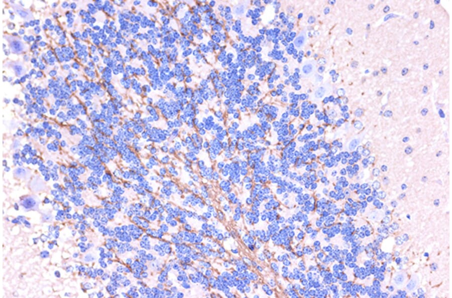 Immunohistochemistry - Anti-Myelin PLP Antibody (A306001) - Antibodies.com