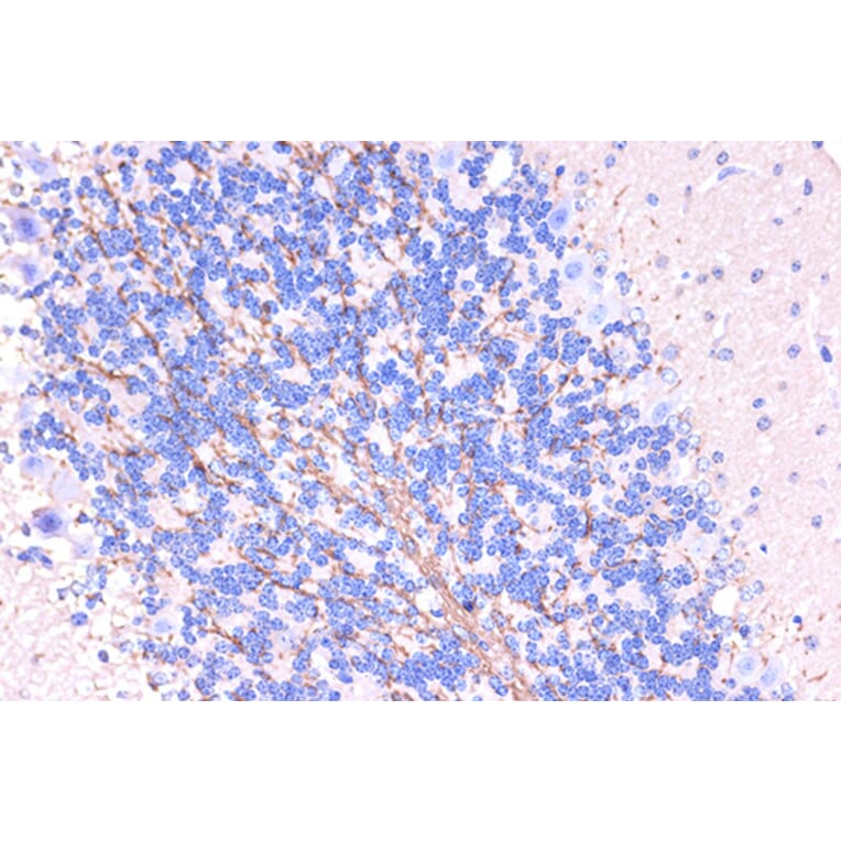 Immunohistochemistry - Anti-Myelin PLP Antibody (A306001) - Antibodies.com
