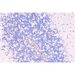 Immunohistochemistry - Anti-Myelin PLP Antibody (A306001) - Antibodies.com