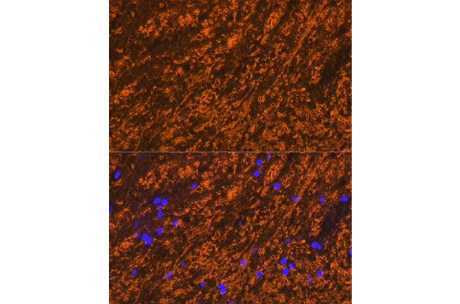 Immunofluorescence - Anti-Myelin PLP Antibody (A306001) - Antibodies.com