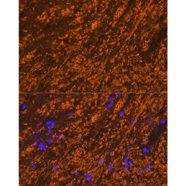 Immunofluorescence - Anti-Myelin PLP Antibody (A306001) - Antibodies.com