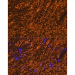 Immunofluorescence - Anti-Myelin PLP Antibody (A306001) - Antibodies.com